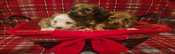 Miniature Dachshund dogs for sale: Longhaired Miniature Dachshund  - Advert 11