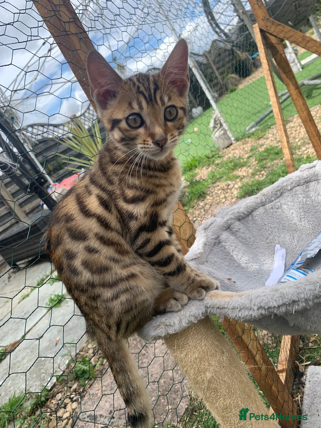 Bengal cats for sale: MIXED BENGAL KITTENS - Image 15