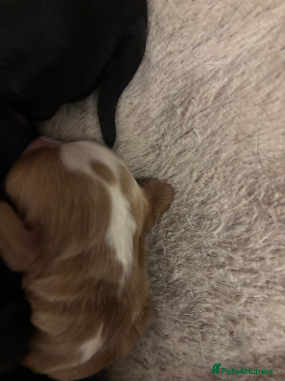 Cockapoo dogs for sale: F1 cockapoo  - Advert 3