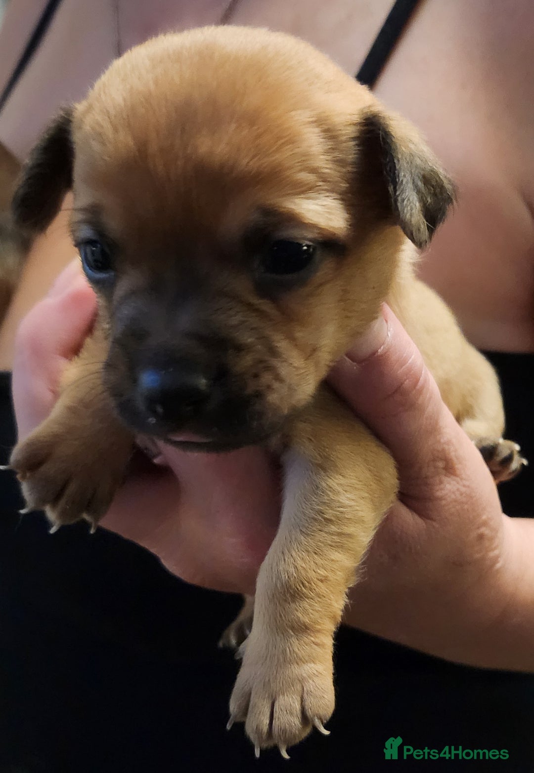 Mixed Breed dogs for sale: Beautiful jackchi puppies  - Image 6
