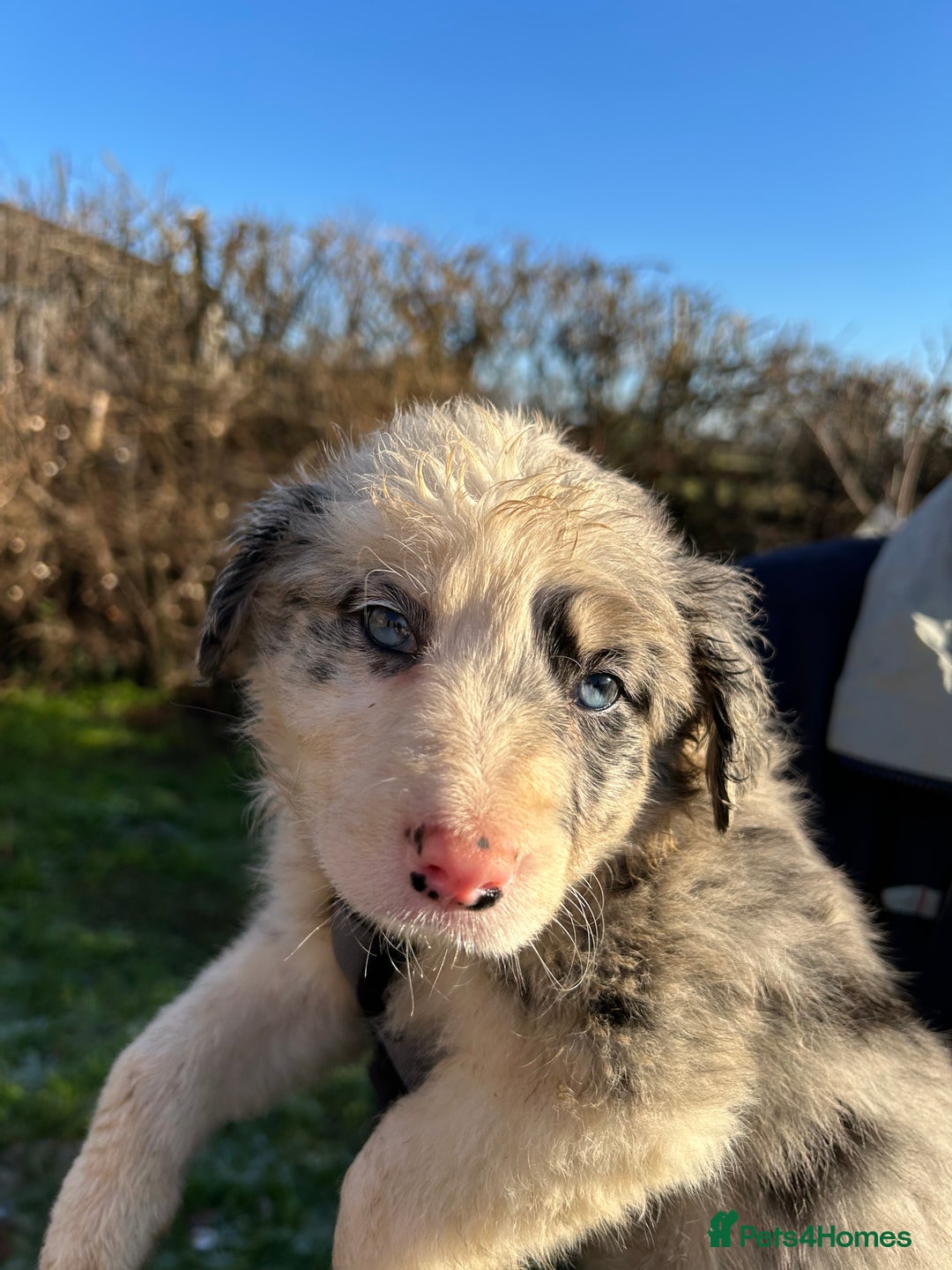 Border Collie dogs for sale: BEAUTIFUL BORDER COLLIE PUPS - Advert 8