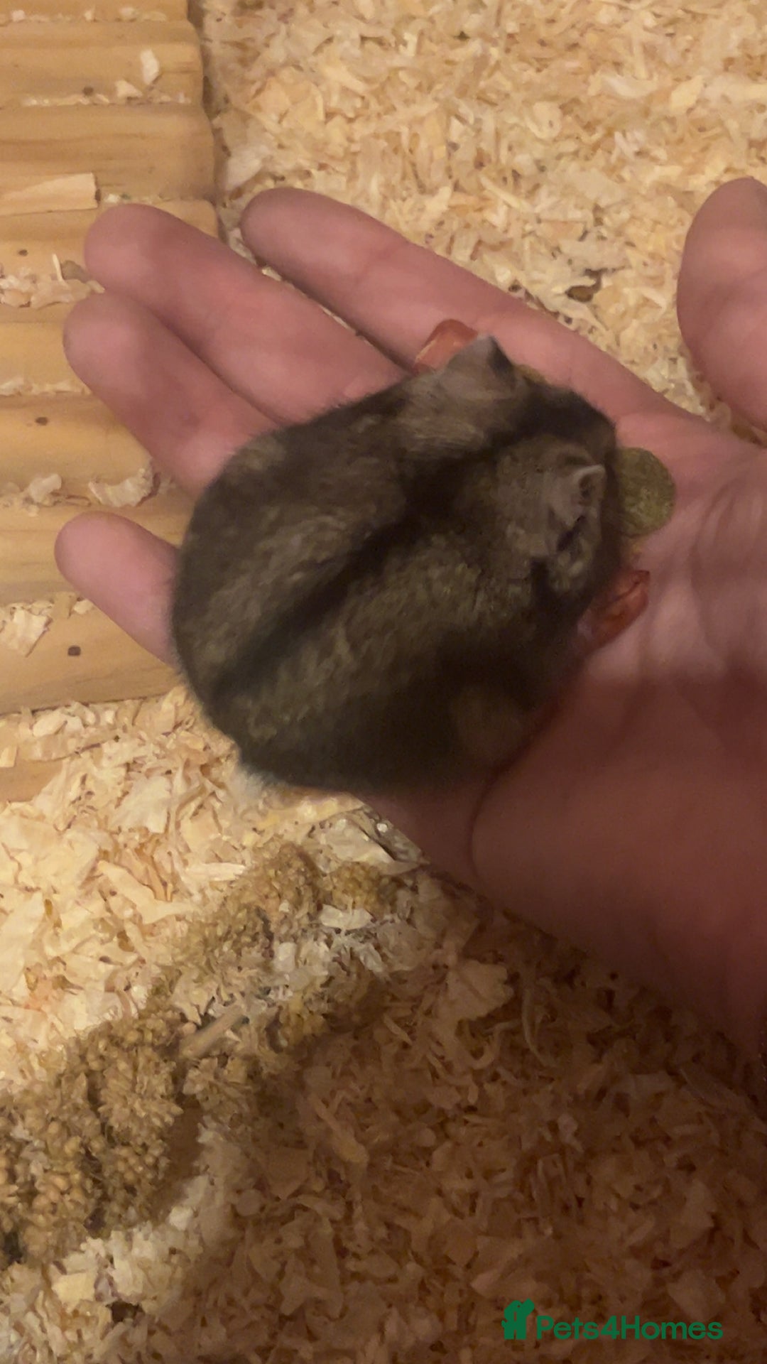 Hamster rodents for sale: Friendly female hamster for sale - Advert 2