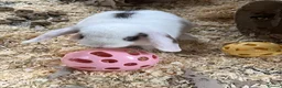 Mini Lop rabbits for sale: Mini lop bucks  ready to go now  - Advert 6