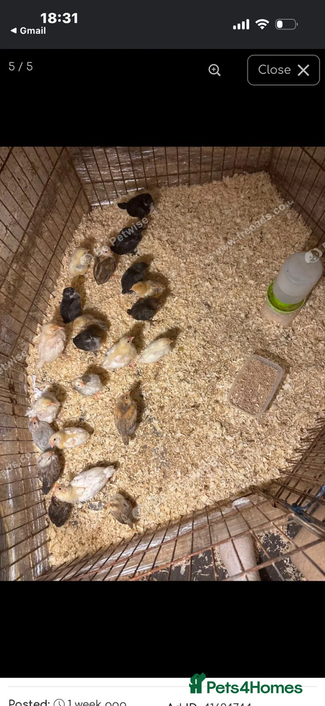 Chickens poultry for sale: Variety of Chicks For Sale - Advert 4