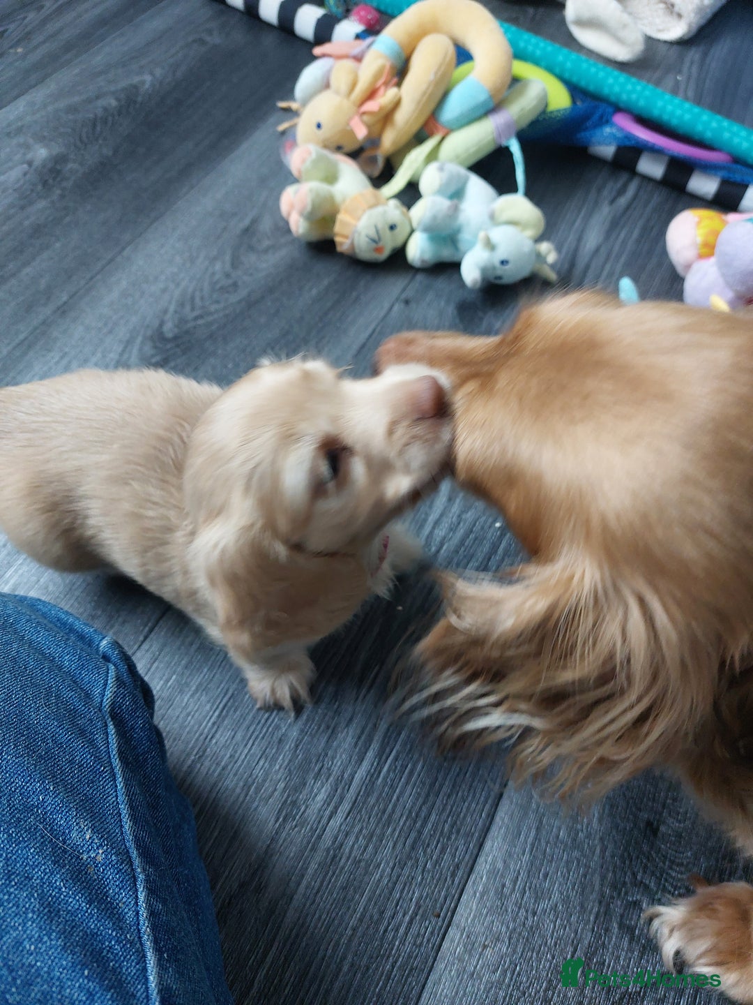 Miniature Dachshund dogs for sale: KC REG PRA CLEAR CREAM LONG HAIRED MINI DACHSHUNDS - Image 14