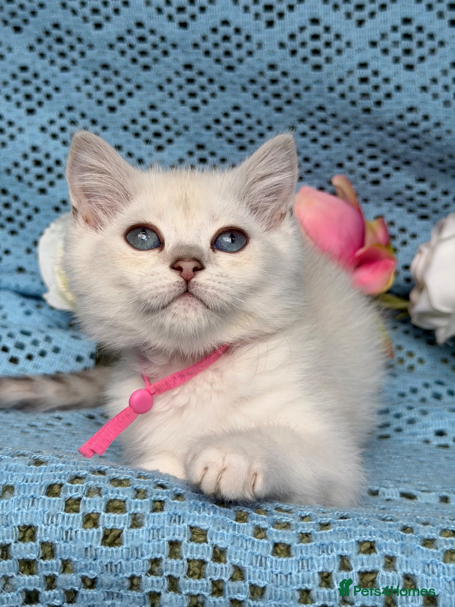 British Shorthair cats British shorthair golden point Kittens TICA - Advert 5