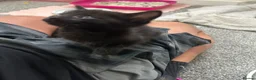 Mixed Breed cats for sale: Mixed Breed Tabby Shorthair Kittens in Sheffield - Advert 22