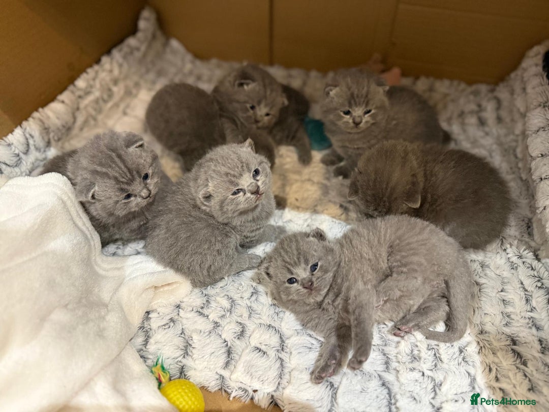 British Shorthair cats for sale: Chunky British shorthair kitten Champion Bloodline - Image 5