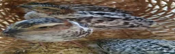 Quail poultry for sale: Pansy Fee, Pearl Fee, Italian Coturnix Quail in North Shields - Advert 7