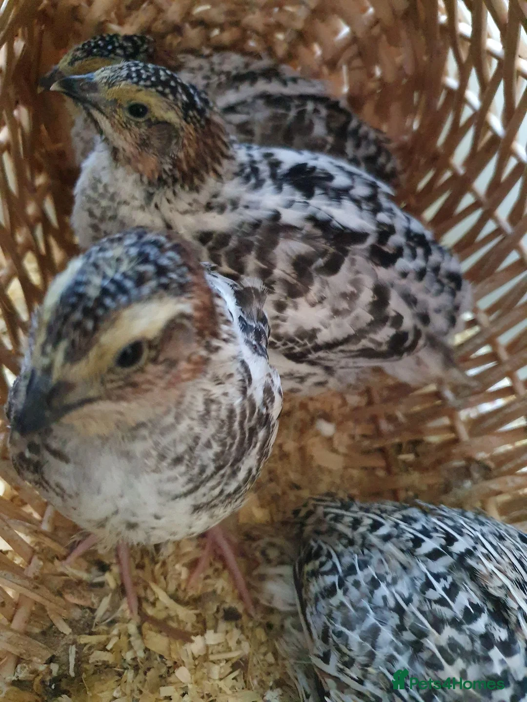Quail poultry for sale: Pansy Fee, Pearl Fee, Italian Coturnix Quail in North Shields - Advert 7