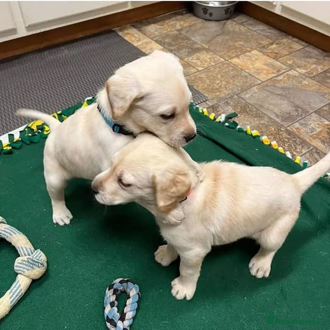 Labrador Retriever dogs for sale: !!Chunky Labrador Puppies - Image 2