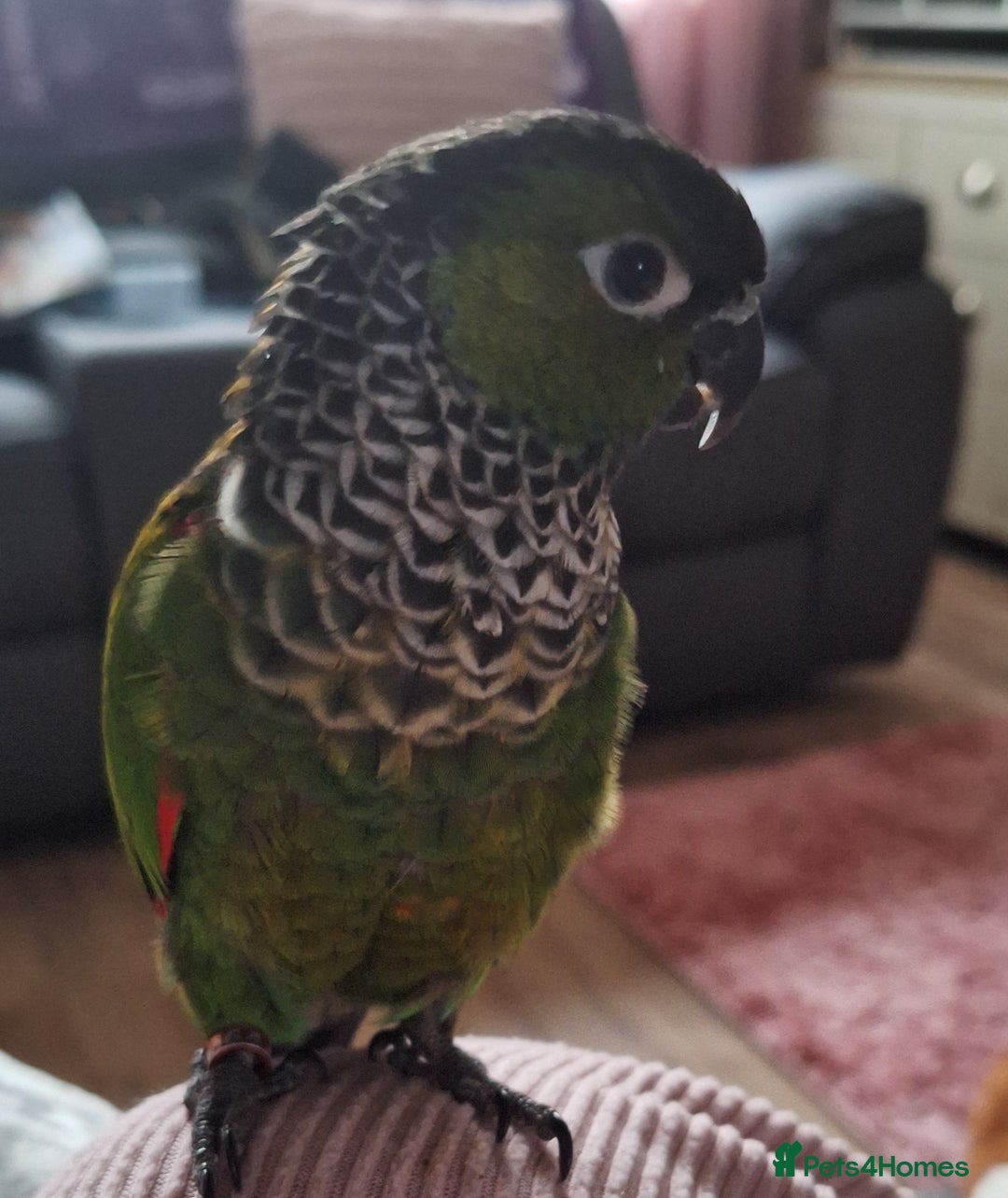 Parrots birds for sale: 2 Green Cheek Conures & cage - Advert 2