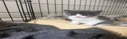 British Shorthair cats for sale: 2 kittens for sale 1male 1 female  - Advert 12