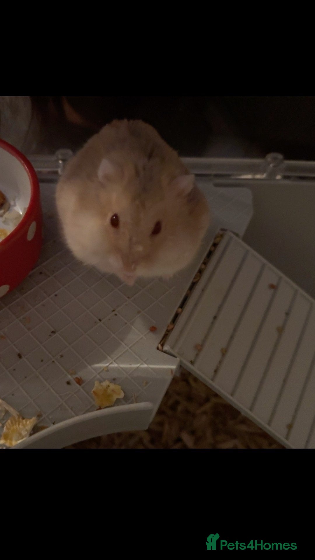 Hamster rodents Lovley friendly hamster  - Advert 1