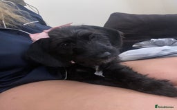 Mixed Breed dogs for sale: Beautiful dachshund for sale  - Image 1