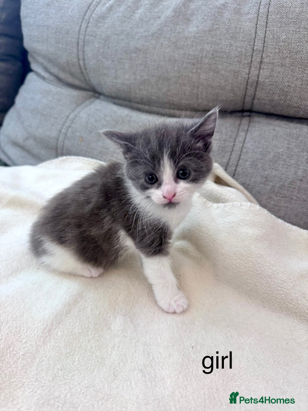 Mixed Breed cats for sale: Beautiful kittens looking new home 🐱🧡 - Advert 5