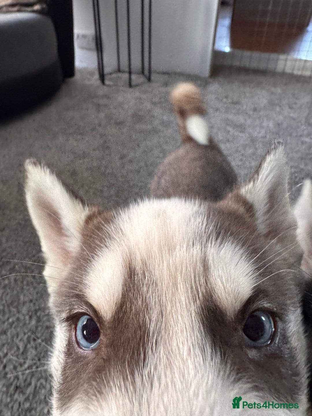 Siberian Husky dogs for sale: Siberian husky boys  - Advert 20