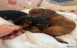 Miniature Dachshund dogs for sale: Top quality Miniature dachshund puppies. - Image 2