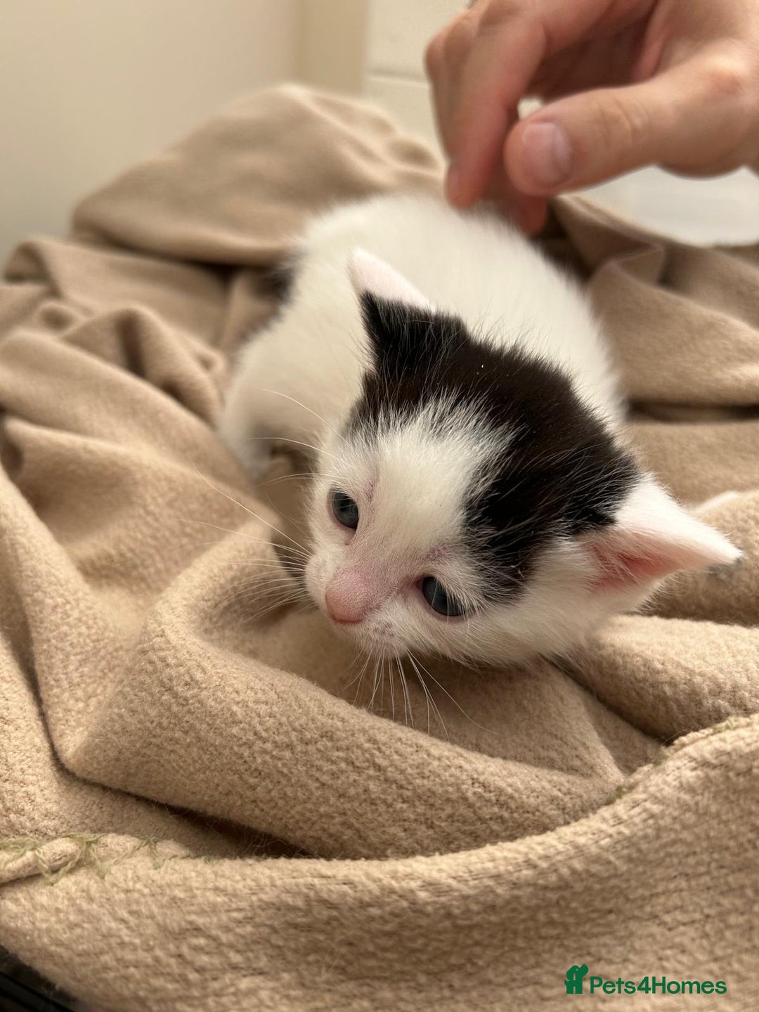 Mixed Breed cats for sale: Kittens - Image 10