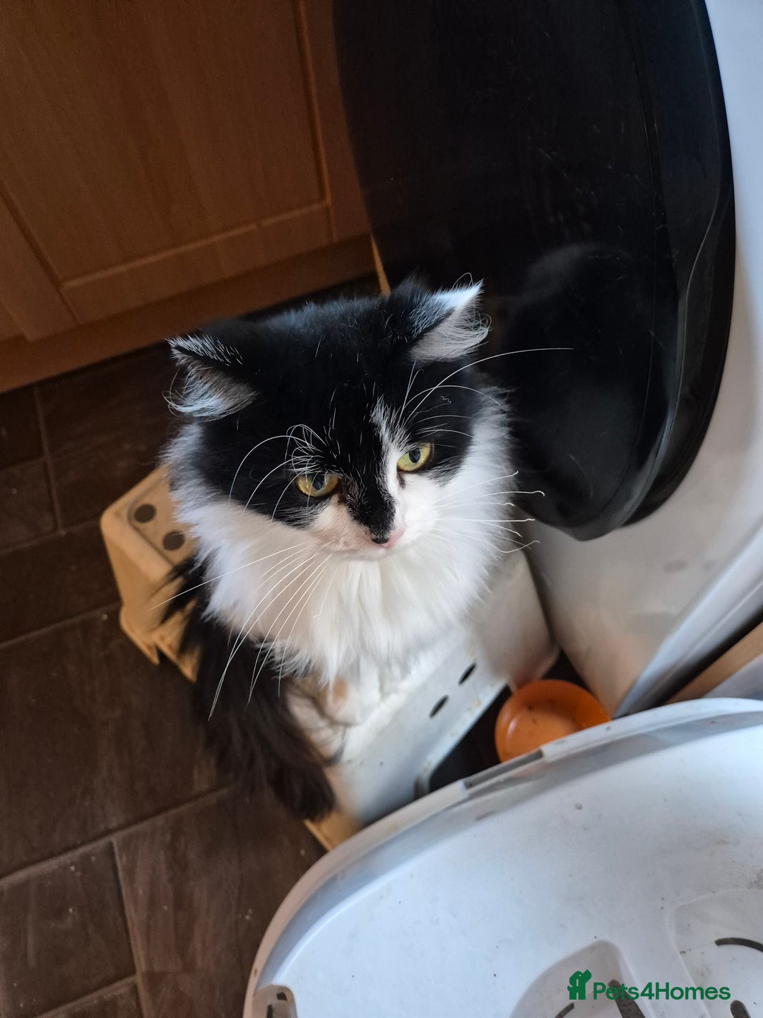 Mixed Breed cats for sale: Two cats to go to a good home - Advert 2