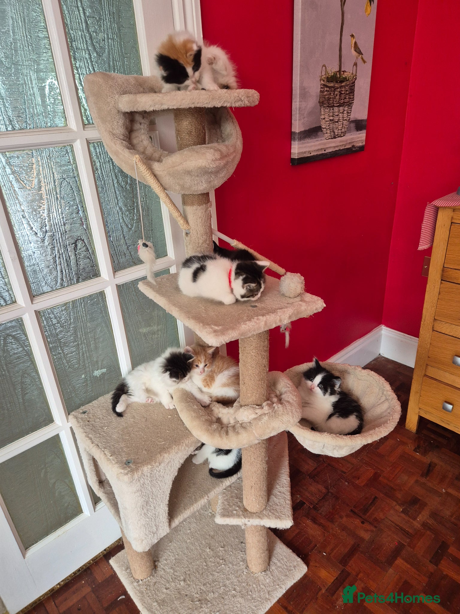 Mixed Breed cats Kittens for Sale - Chulmleigh Devon - Advert 13