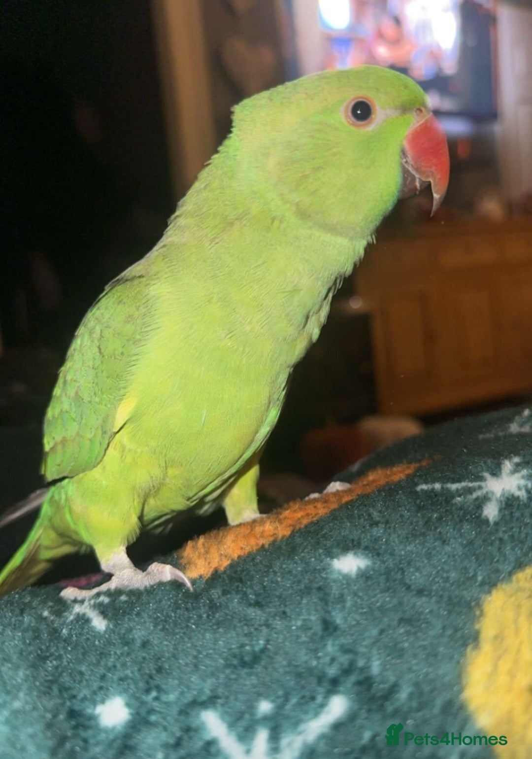Ringnecks birds for sale: Hand reared male indian ringneck - Image 2
