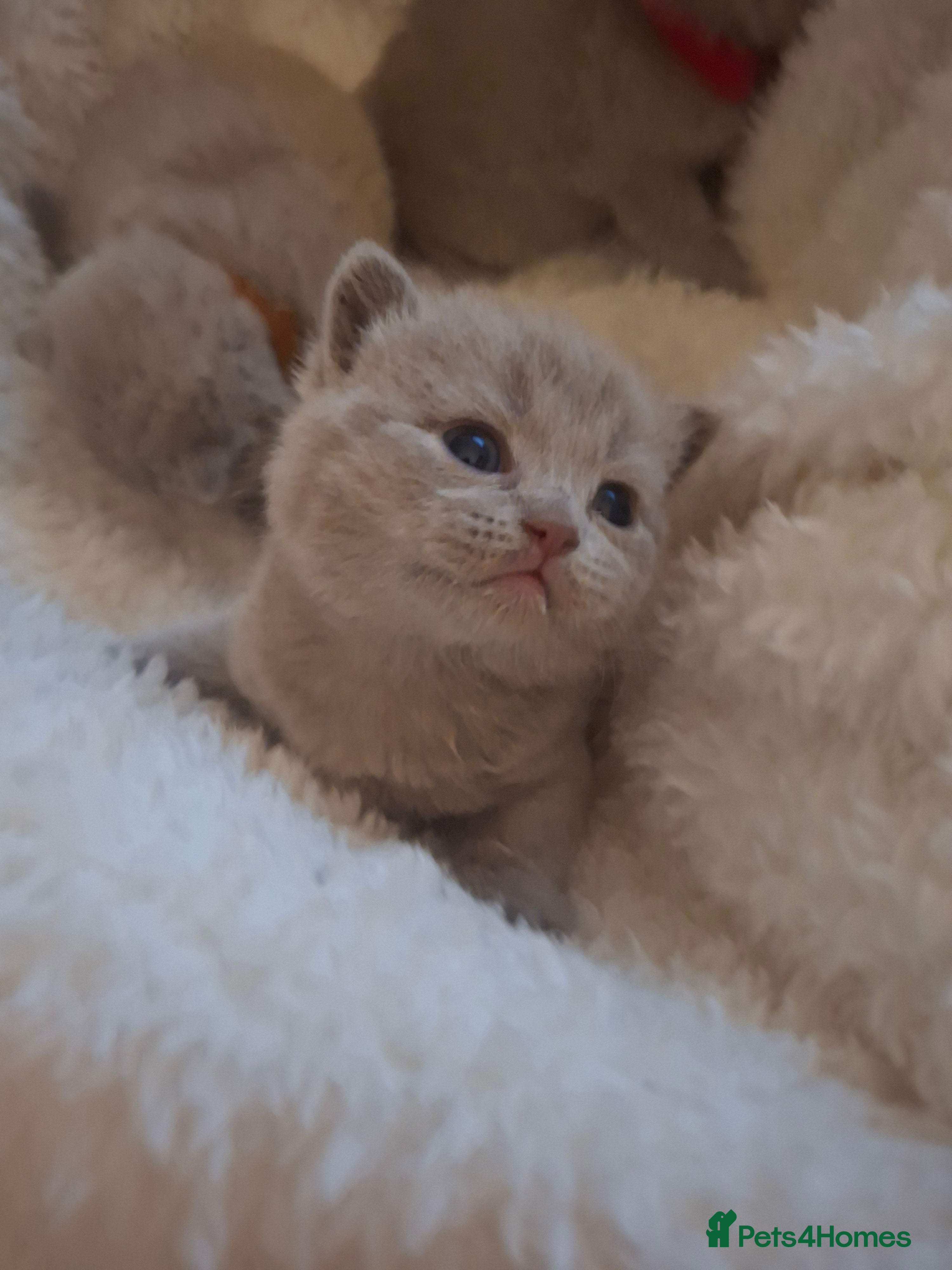 British Shorthair cats GCCF registered BSH 3 fawn 3 blue kittens  - Advert 1