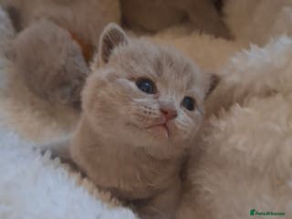 British Shorthair cats GCCF registered BSH 3 fawn 3 blue kittens - Advert 1