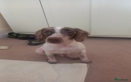 Cocker Spaniel dogs for sale: Cocker spaniel boy  - Image 2