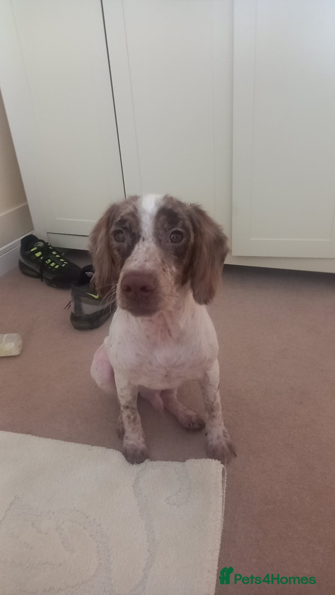 Cocker Spaniel dogs for sale: Cocker spaniel boy  - Image 2