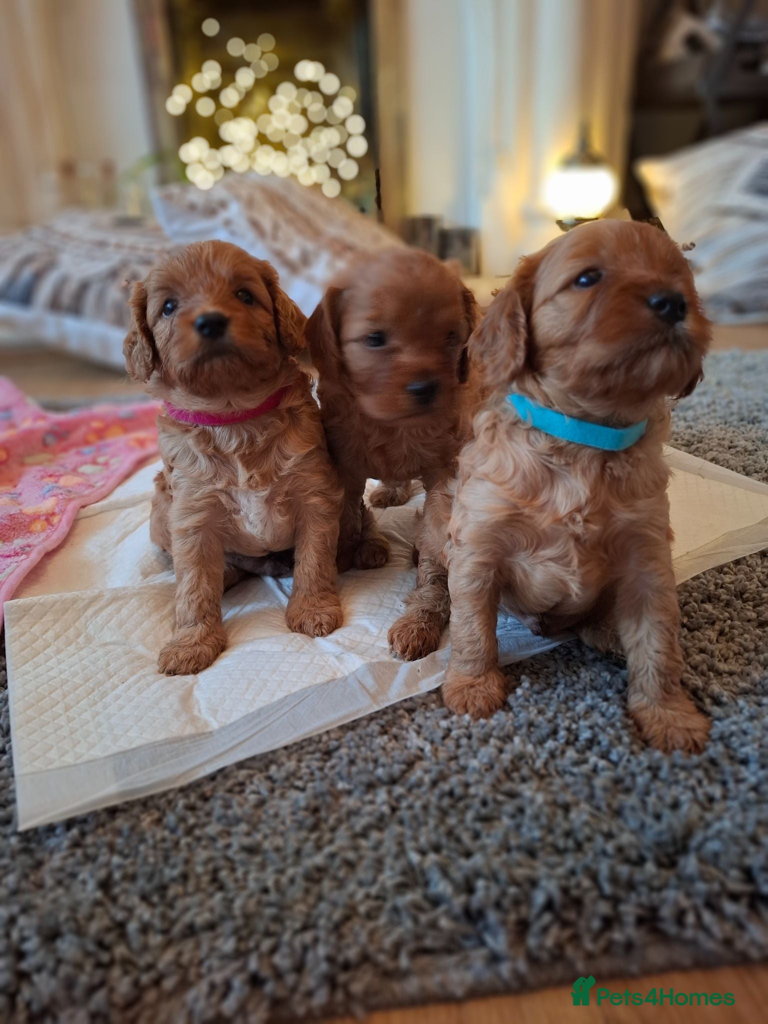 Cavapoo dogs Beautiful F1 Cavapoo Boys Available 🐶❤️ apricot - Advert 2