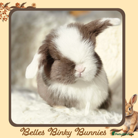 Mini Lop rabbits - Advert 1