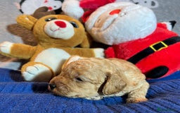 Cavapoochon dogs for sale: Cavapoochon Puppies ready from 20th December 2025  - Advert 3