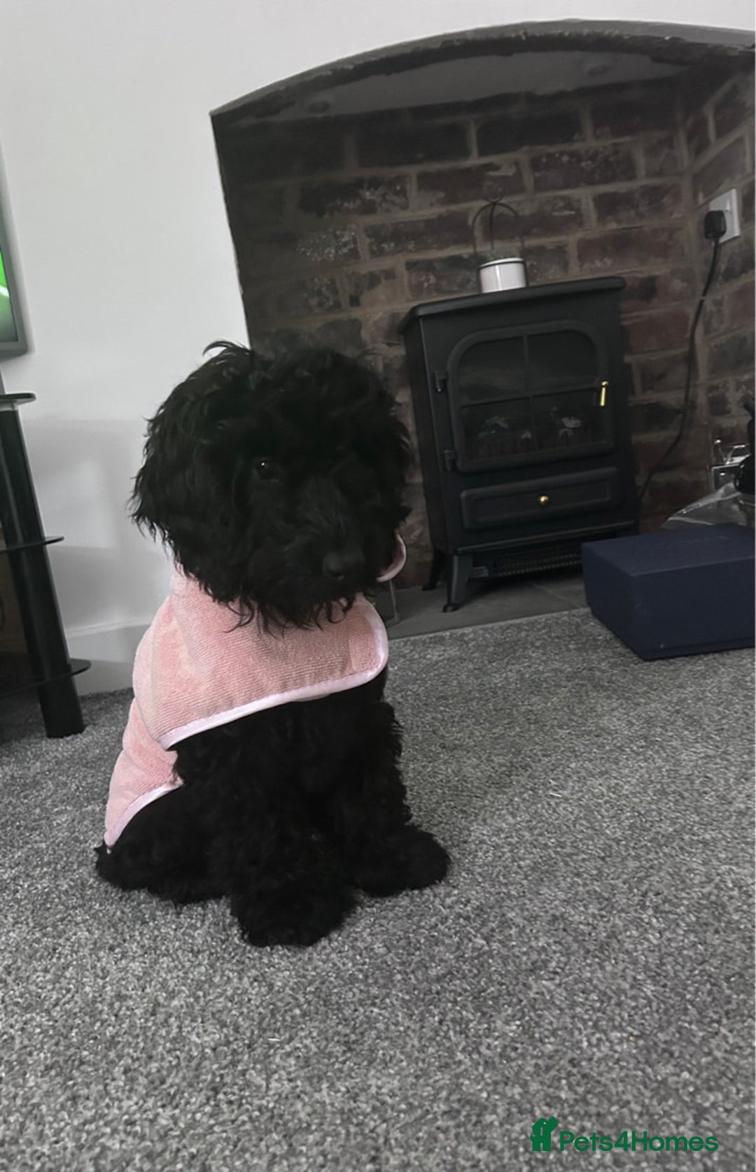 Cockapoo dogs for sale: Miniature cockerpoo, Bonnie - Image 2