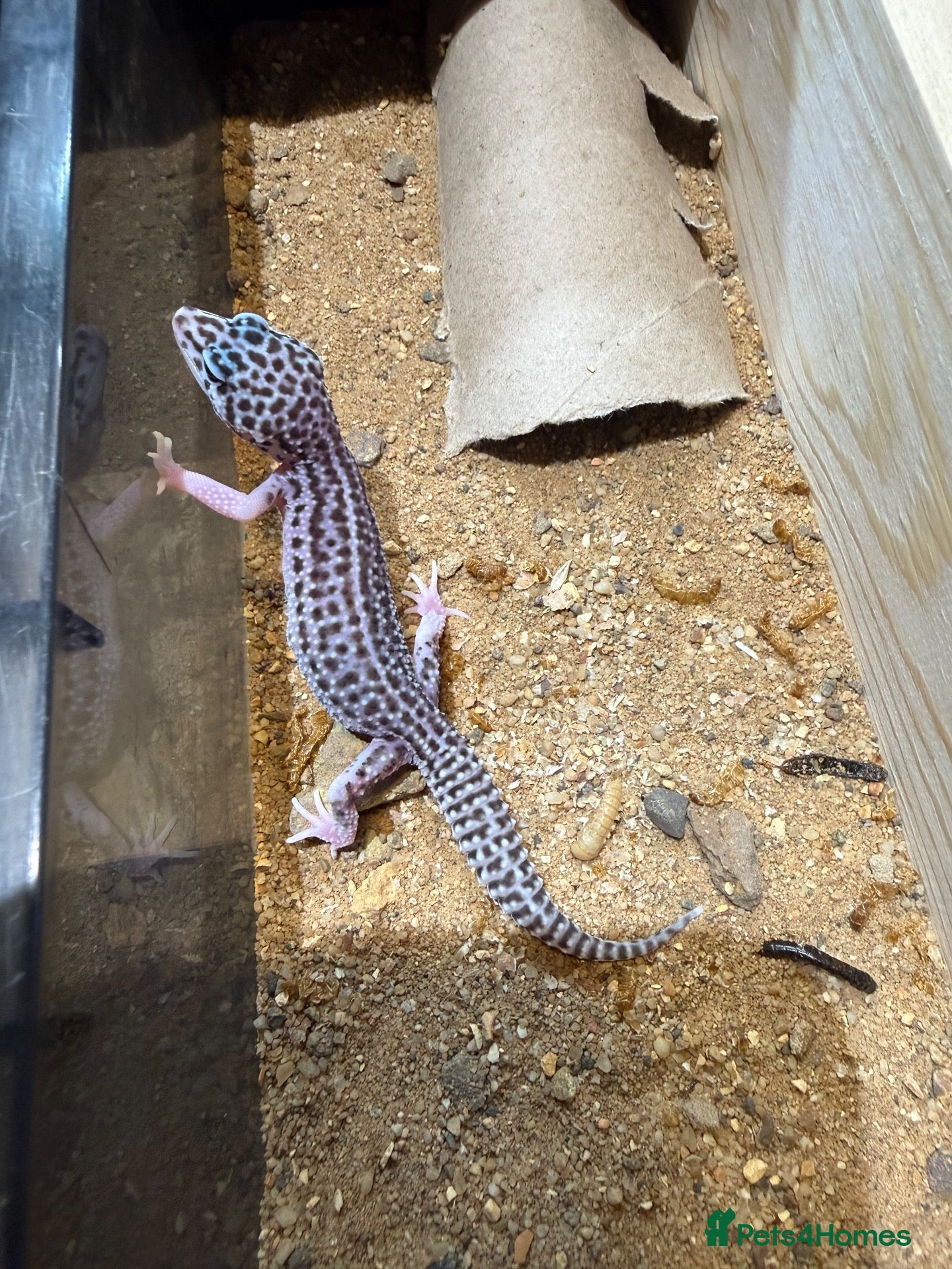 Leopard Gecko reptiles Leopard geckos - Advert 1
