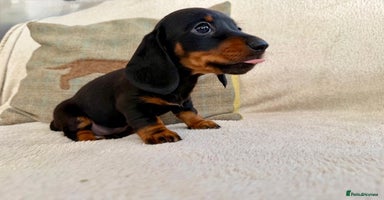 Miniature Dachshund dogs - Advert 1