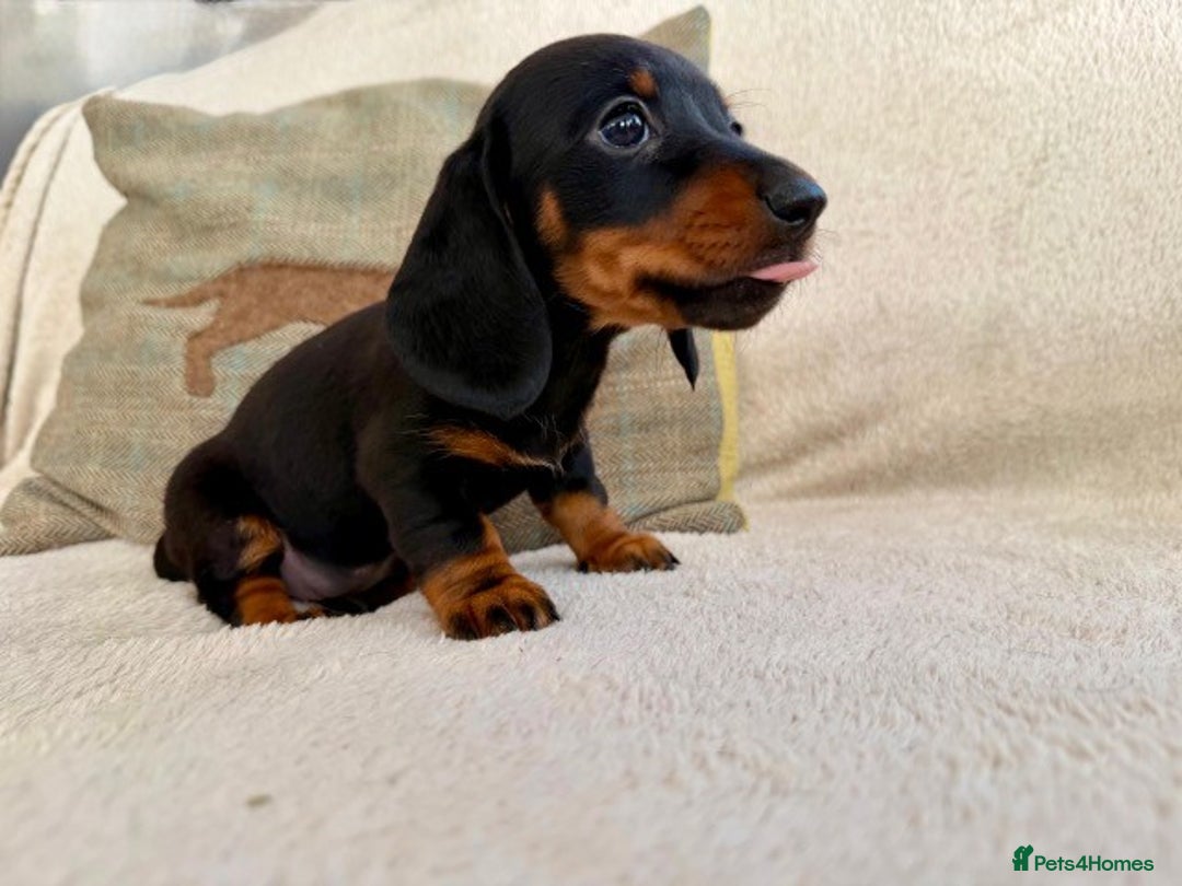 Miniature Dachshund dogs for sale: Miniature smooth haired Dachshunds  - Image 3