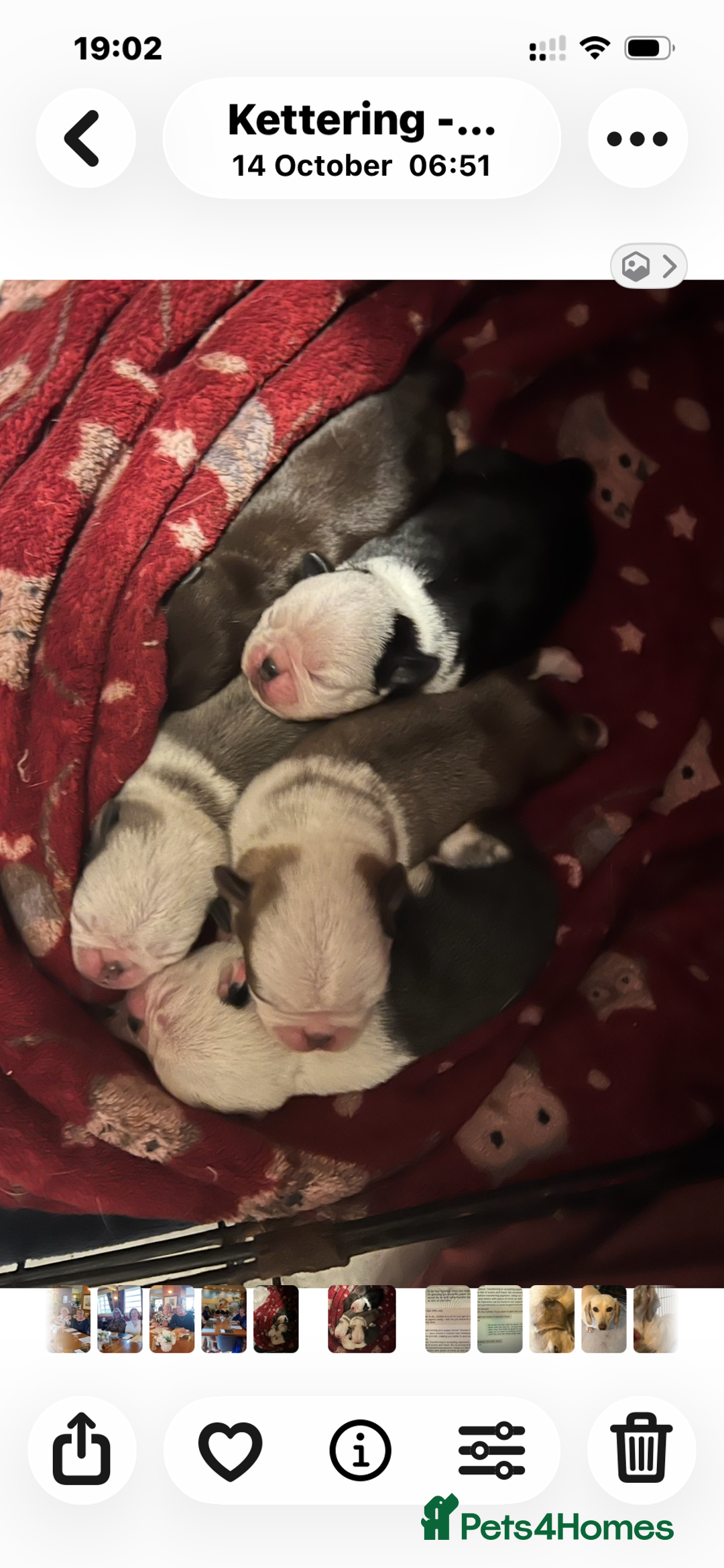 Pug dogs for sale: Kc reg male pug puppies - Advert 4