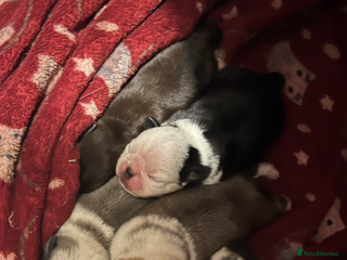 Pug dogs Kc reg male pug puppies and adult female - Advert 2