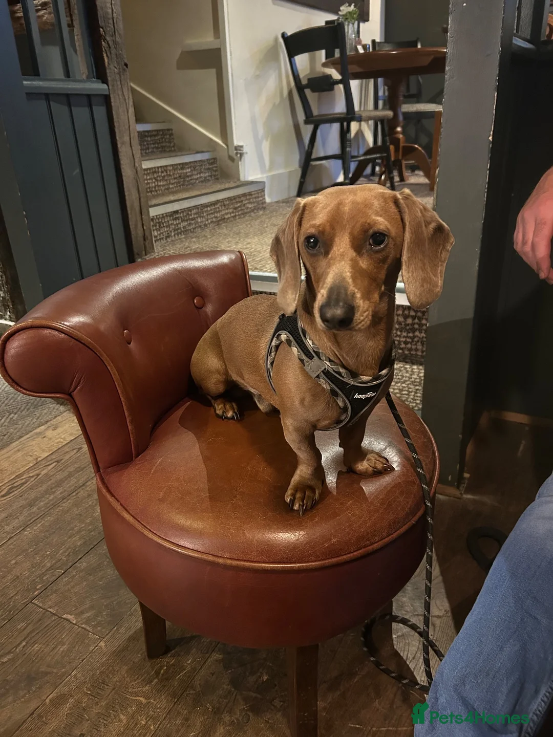 Miniature Dachshund dogs for sale: Charlie  in Stoke-on-Trent - Advert 1