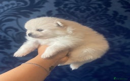 Pomeranian dogs for sale: White KENNEL CLUB Registered CHAMPION Bloodlines - Image 16