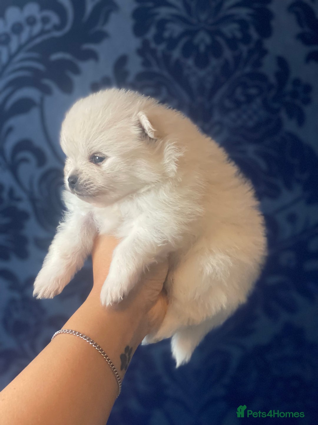 Pomeranian dogs for sale: White KENNEL CLUB Registered CHAMPION Bloodlines - Image 16