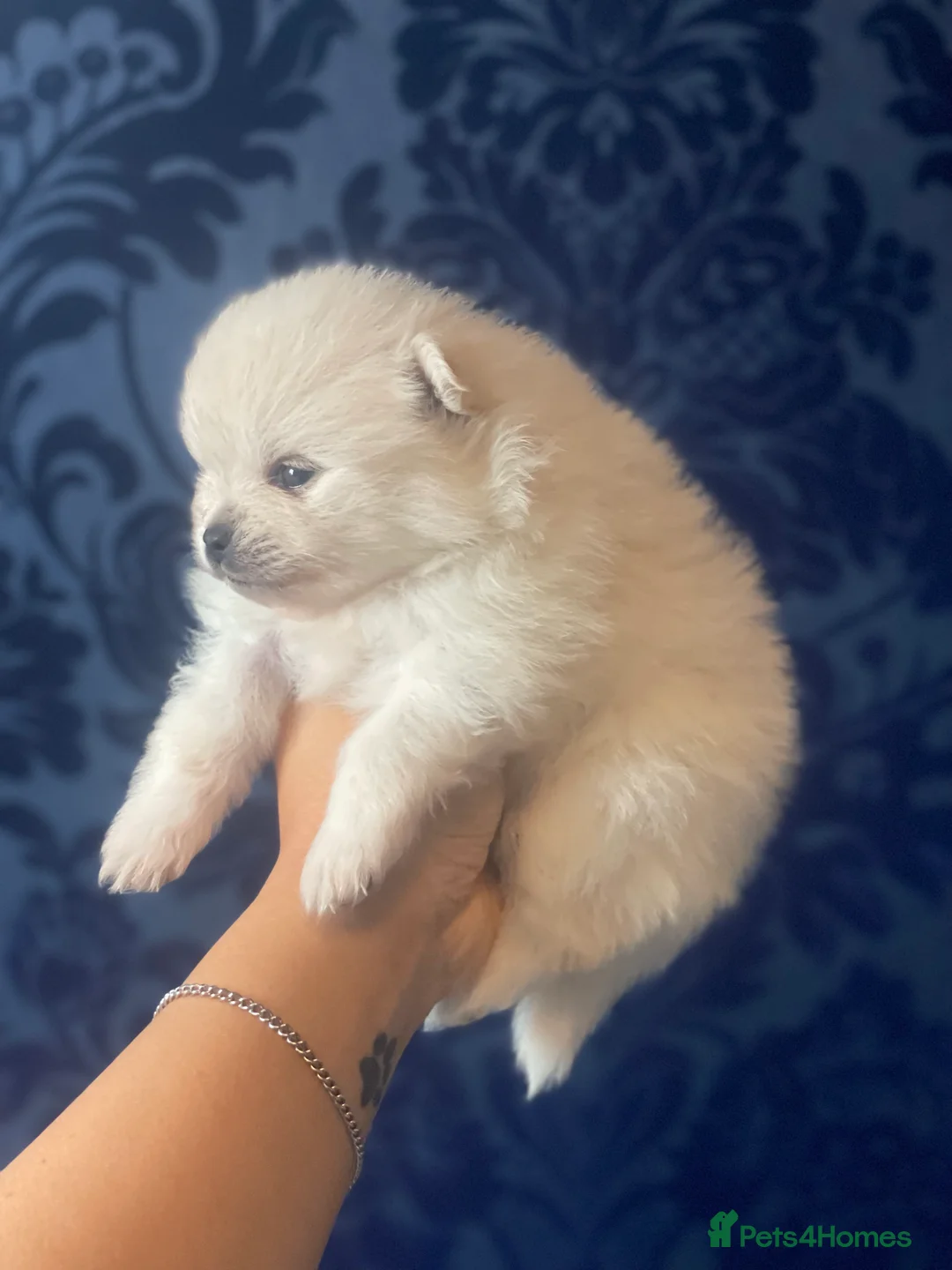 Pomeranian dogs for sale: White KENNEL CLUB Registered CHAMPION Bloodlines - Advert 13