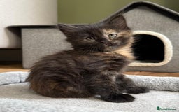 British Longhair cats for sale: Longhair & Shorthair Kittens - Image 13