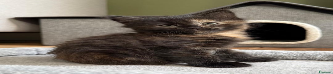 British Longhair Kitten 4