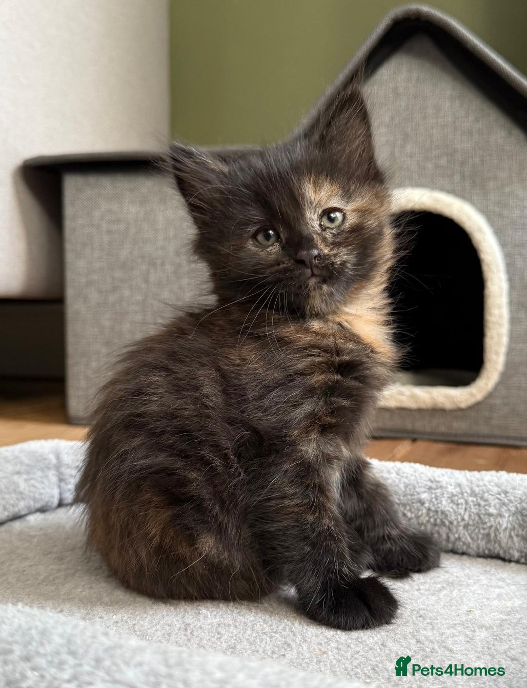 British Longhair cats for sale: Longhair & Shorthair Kittens - Image 13