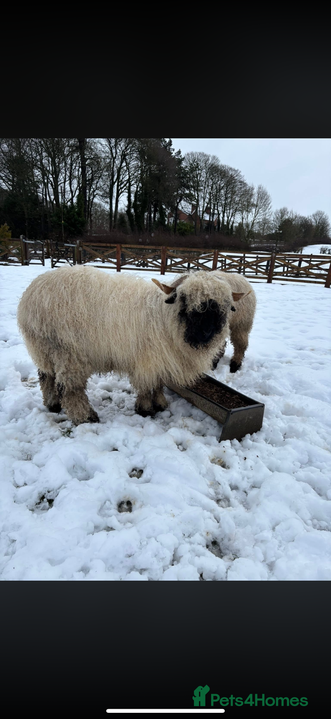 Sheep livestock for sale: Valais blacknose sheep 3year old  - Advert 2