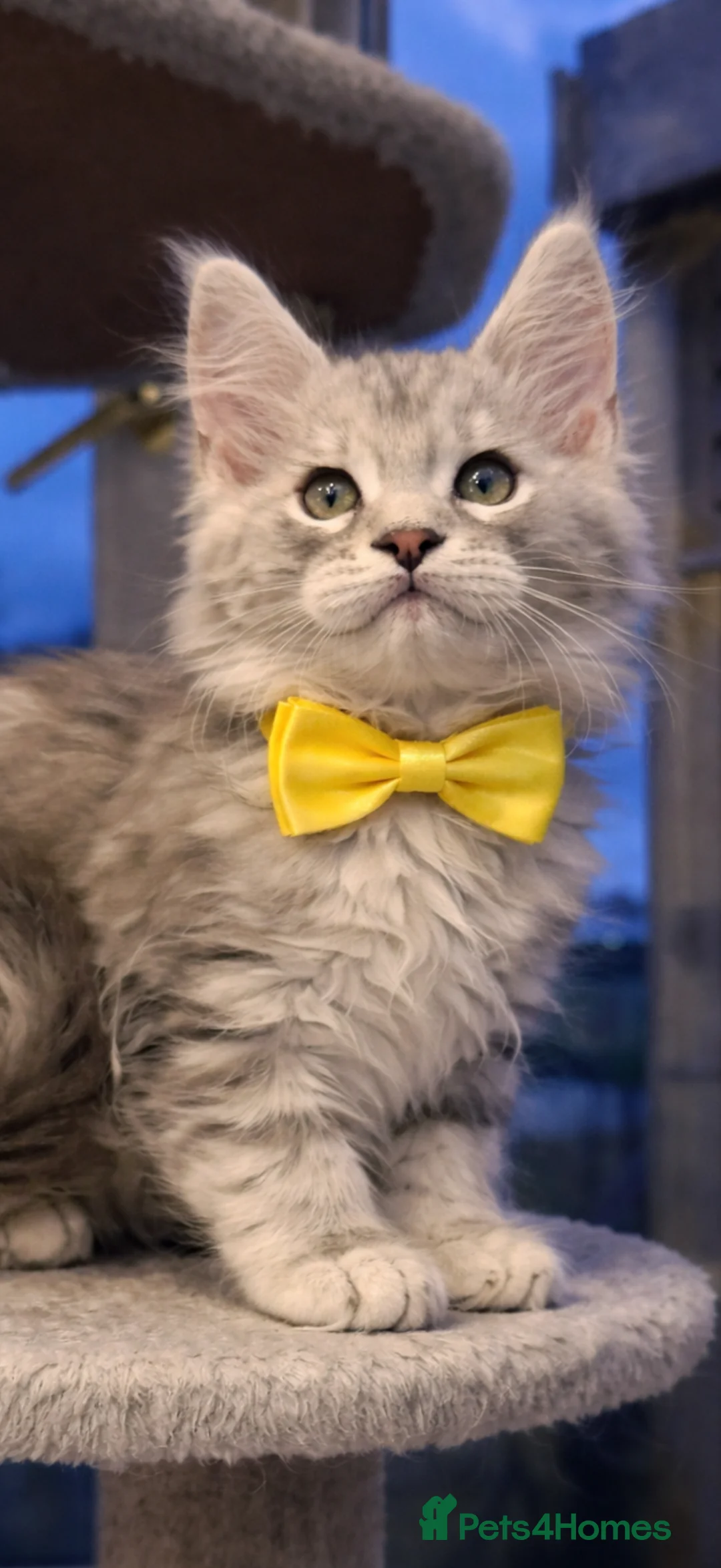 Maine Coon cats for sale: Champion blood line kittens  - Advert 6