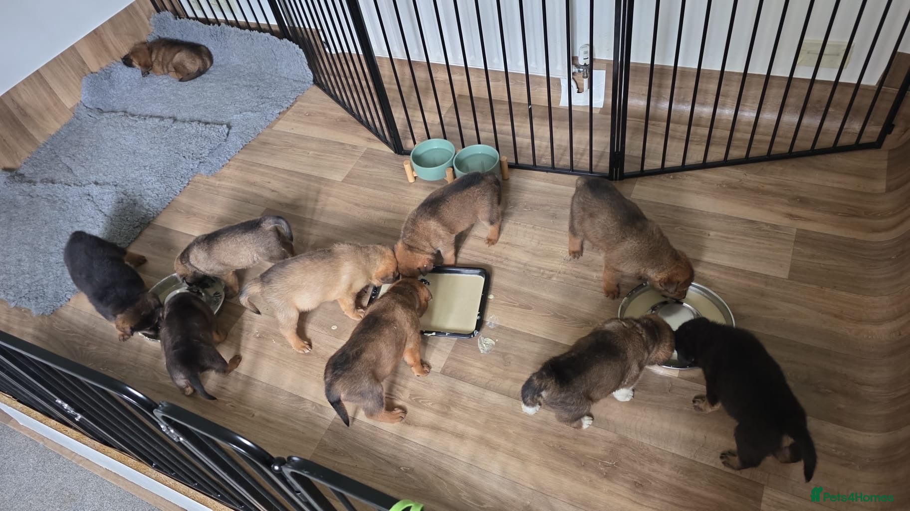 Mixed Breed dogs Rottweiler x American Akita Puppies - Advert 2