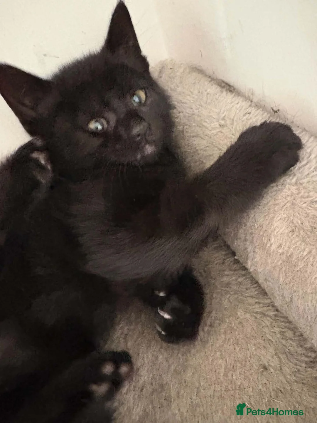 British Shorthair cats for sale: Kitten for sale - Advert 11